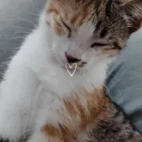 واگذاری گربه بازیگوش و رام شده خانگی|گربه|بوکان, |دیوار