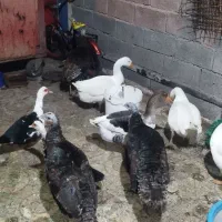 فروش مرغ غاز بوقلمون اردک روسی