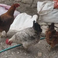 ۳تا مرغ تخمگذار فروشی