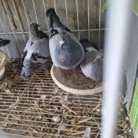 فروش چند جفت کبوتر|پرنده|جره و بالاده, |دیوار