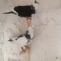 یک جفت ابلغ|پرنده|کازرون, |دیوار