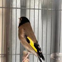 سهره نر سیاه سر|پرنده|تهران, شارق|دیوار