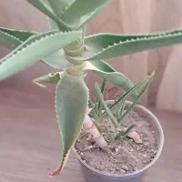 گل آپارتمانی همراه باجوانه های فراوان|گل و گیاه طبیعی|سبزوار, فیاض|دیوار