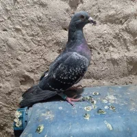 پولک و ساده کاکلی|پرنده|تربت‌حیدریه, منظر|دیوار