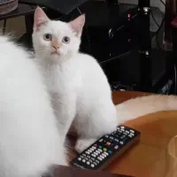 گربه زیبا وچشم آبی موکوتاه نر از پدر مادر اصیل