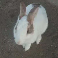 خرگوش خانگی واهلی وزیبا|موش و خرگوش|یزد, |دیوار