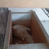 جفت آلبینو|پرنده|میانه, |دیوار