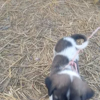 توله افغان|سگ|خان ببین, |دیوار