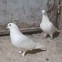 فروش کبوتر بهبهانی و شهری