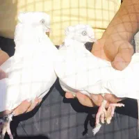 کبوتر سفید کاکولی|پرنده|عجب شیر, |دیوار