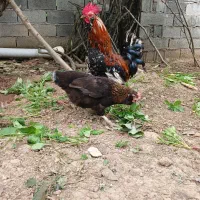 فروش خروس گلین