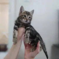 واگذاری فوری