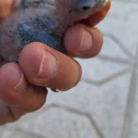 جوجه کوتوله فیشر|پرنده|تربت جام, پاسداران|دیوار