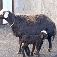 میش وبره،بره،بزنر،بز،قوچ|حیوانات مزرعه|بروجرد, |دیوار