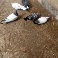 کبوتر تهرانی