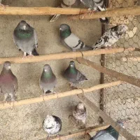 کفترخوب|پرنده|باقرشهر, |دیوار