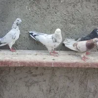 کفتر غریبگیری