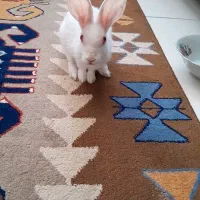 خرگوش خانگی|موش و خرگوش|یزد, |دیوار