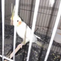 یک عروس ماده مست