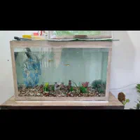 آکواریوم معاوضه با پرنده قفسی