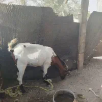 فروشی|حیوانات مزرعه|میناب, |دیوار