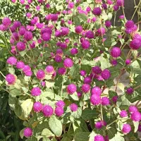 گل های زیبا برای فروشی