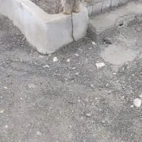 حیوانه خانگی