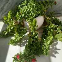 سیم همراه اول کد یک رند ۰۹۱۶۱۶۲۰۴۸۰