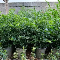 یاس هلندی سطل ۱۰و۳
