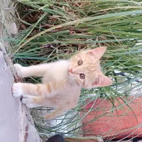 حمایت گربه فوری
