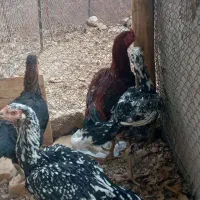 فروش مرغ وخوروس