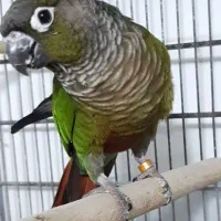 گرینچیک نرمال بالغ نیمه رام|پرنده|فردیس, منظریه|دیوار