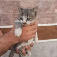 واگذاری رایگان گربه