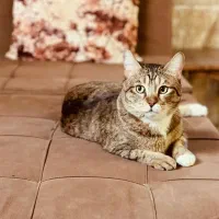 گربه|گربه|هشتگرد, فاز ۱ مهستان|دیوار