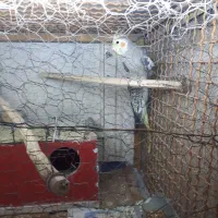 فروش عروس هلندی