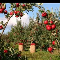 استخدام دائمی کارگر ساختمانی وکشاورزی حرف گوش کن