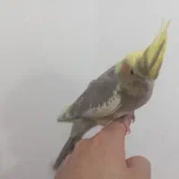 عروس هلندی دوماهه اماده یادگیری وتعلیم