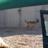 واگذاری مالینویز