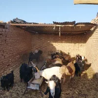 بز و گیسته|حیوانات مزرعه|بیرجند, |دیوار