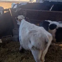 سلام گاو گوساله ماده جنس درجه یک