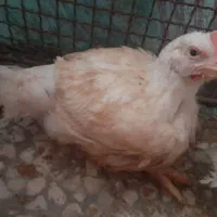 مرغ ارگانیک اکبر جوجه|پرنده|ساری, |دیوار