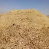 ۳تابز آبستن معاوضه با گندم