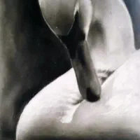 طراحی سیاهقلم سفارشی