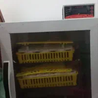 دستگاه جوجه کشی