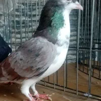 کفتر خوشرنگ سرور و یال معاو با سهره قناری سهر خاکی