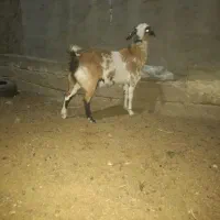 بز مری|حیوانات مزرعه|زابل, |دیوار