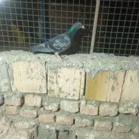 سلام دوستان گرفتنی راهکش برامشهدهس