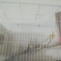عروس هلندی نر وماده