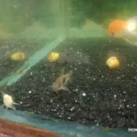 فروش فوری ماهی های گیاه خوار|ماهی|مهریز, |دیوار