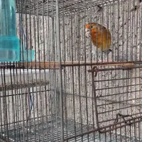 سهره قناری جوجه پارسال
